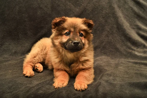 Açık kahverengi arka planda şirin kırmızı bir köpek yavrusu portresi, kırmızı ceket, mor dil, yalanlar ve görünüş, harika aile dostu, siyah gözler.
