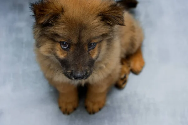 Obez köpek yavrusu gri-mavi arka planda oturur, mor dilli ve siyah kulaklı kırmızı köpek yavrusu, şirin köpek yavrusu