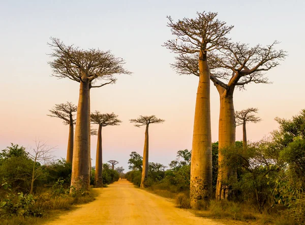 Vista Panorámica Avenida Baobab Atardecer Con Majestuosa Silueta Árboles Primer —  Fotos de Stock