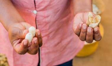 İşçi elinde bir ipek böceği kozası ve Madagaskar 'daki kırsal bir ipek fabrikasındaki harici şelalesini gösteriyor.