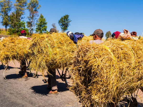 Malagasy Farmers Riding Bike Carrying Huge Load Hay — Stock Photo, Image