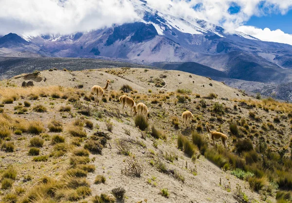 Superbe Paysage Volcanique Avec Vicunas Sauvages Pied Parc National Chimborazo — Photo