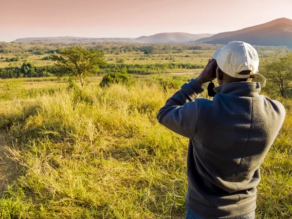 Zuid-Afrika, ranger op zoek door middel van verrekijkers op zoek naar dieren tijdens een safari Rechtenvrije Stockafbeeldingen