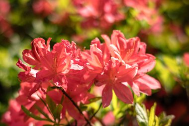 Pembe renkli Rhododendron çiçekleri, yakından.