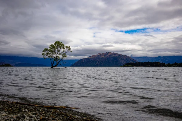 そのWanakaツリーは 世界で最も撮影した木 ニュージーランドの中央オタゴのワナカ湖 — ストック写真