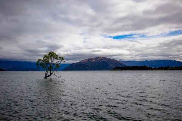 そのWanakaツリーは 世界で最も撮影した木 ニュージーランドの中央オタゴのワナカ湖 — ストック写真