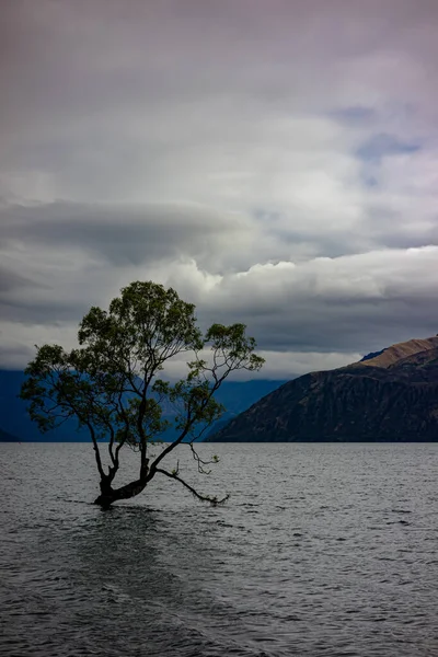 そのWanakaツリーは 世界で最も撮影した木 ニュージーランドの中央オタゴのワナカ湖 — ストック写真