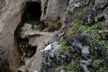 Beyaz önlü Tern, Pancake Kayalıkları, Punakaiki, Yeni Zelanda 'da yuva yapıyor. Tara olarak biliniyor.