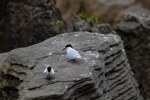 White Fronted Tern Anidando Pancake Rocks Punakaiki Nueva Zelanda Localmente — Foto de Stock