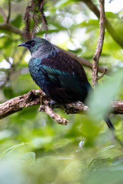 Yeni Zelanda Tui, topraklarını gözetleyen bir ağaca tünedi.