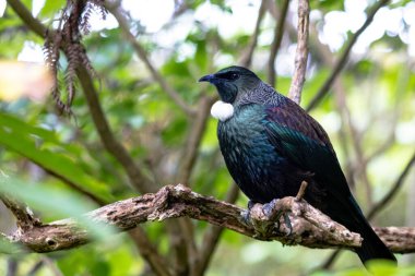 Yeni Zelanda Tui, topraklarını gözetleyen bir ağaca tünedi.