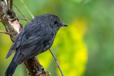 Kuzey Adası Robin, ya da Yeni Zelanda 'daki çalılıklarda Toutouwai