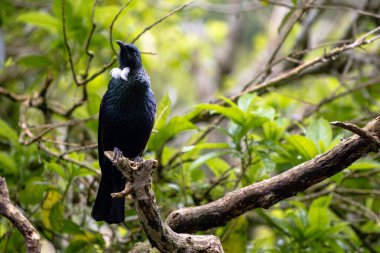 Yeni Zelanda Tui, topraklarını gözetleyen bir ağaca tünedi.