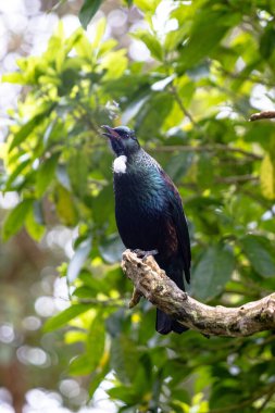 Yeni Zelanda Tui, topraklarını gözetleyen bir ağaca tünedi.