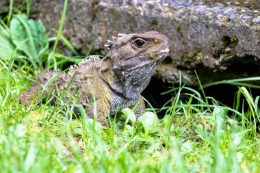 Tuatara, Yeni Zelandalı tarih öncesi yerli sürüngen. Wellington 'da çekilmiş.