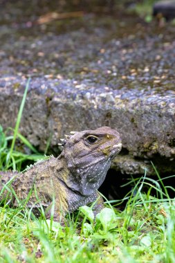 Tuatara, Yeni Zelandalı tarih öncesi yerli sürüngen. Wellington 'da çekilmiş.