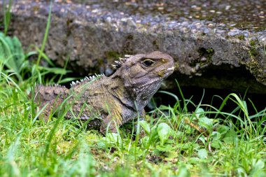 Tuatara, Yeni Zelandalı tarih öncesi yerli sürüngen. Wellington 'da çekilmiş.