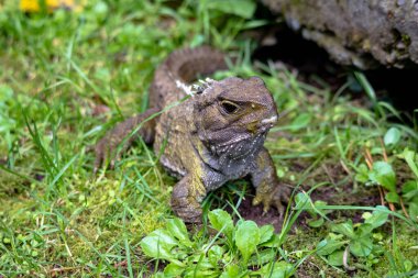 Tuatara, Yeni Zelandalı tarih öncesi yerli sürüngen. Wellington 'da çekilmiş.
