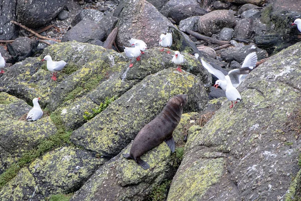 Fur Seals Cape Foulwind Westport New Zealand Боротьба Чайками — стокове фото