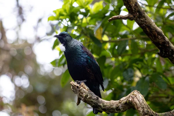 Yeni Zelanda Tui, topraklarını gözetleyen bir ağaca tünedi.