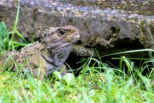 Tuatara, Yeni Zelandalı tarih öncesi yerli sürüngen. Wellington 'da çekilmiş.