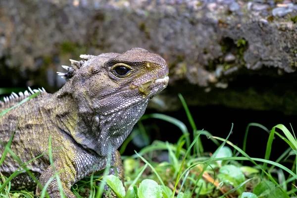 Tuatara, Yeni Zelandalı tarih öncesi yerli sürüngen. Wellington 'da çekilmiş.