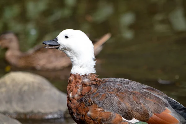 Ráj Shelducka Velký Vodní Ptactvo Endemický Novém Zélandu Ptáci Samice — Stock fotografie
