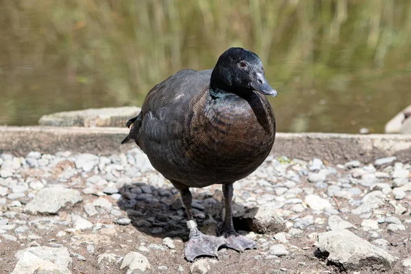 Paradise Shelduck Велика Водоплавна Птиця Ендемік Нової Зеландії Самці Самиці — стокове фото