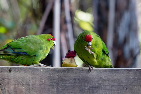 Kakariki New Zealand Red Crowned Parakeet Captured Otorohanga North Island — Stock Photo, Image