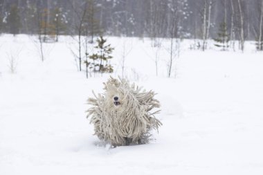 Macar Çoban Köpeği Komondor 'u yönetiyor.