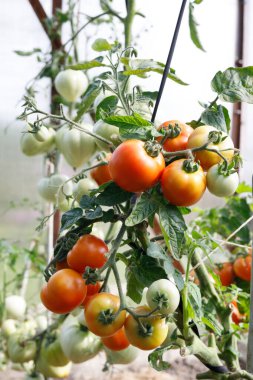 Bahçedeki bir daldaki domatesler olgun kırmızı ve yeşildir.