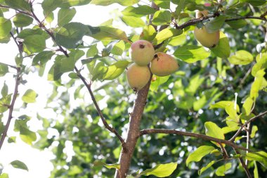 Kırmızı elmalar elma dalında olgunlaşır.