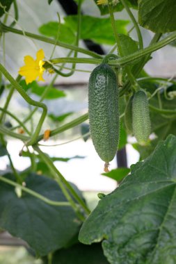 Seradaki dallarda salatalıklar.