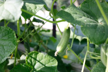 Seradaki dallarda salatalıklar.