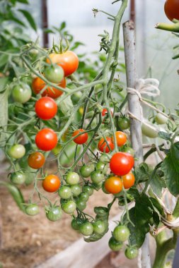 Bahçedeki bir daldaki domatesler olgun kırmızı ve yeşildir.