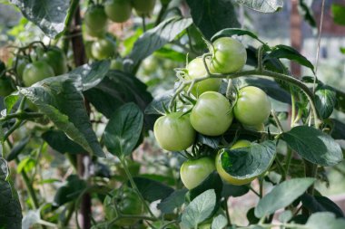 Bahçedeki bir dalda domatesler