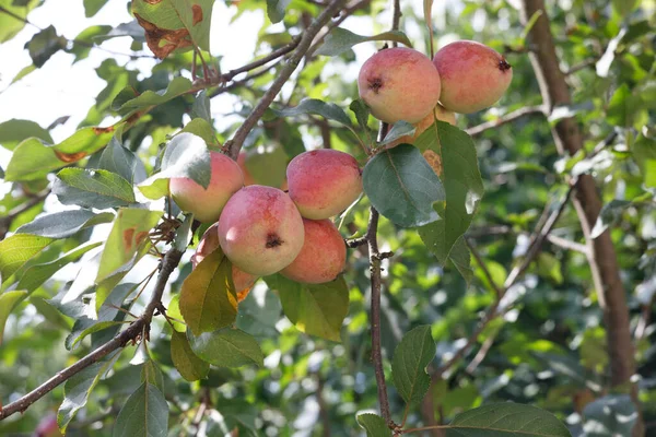 Red apples ripen on the branch of an apple tree — Stock Photo, Image