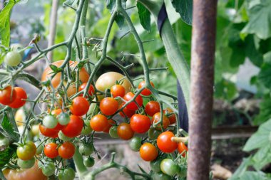 Bahçedeki bir daldaki domatesler olgun kırmızı ve yeşildir. Yüksek kalite fotoğraf