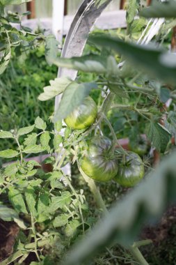 Bahçedeki bir dalda domatesler