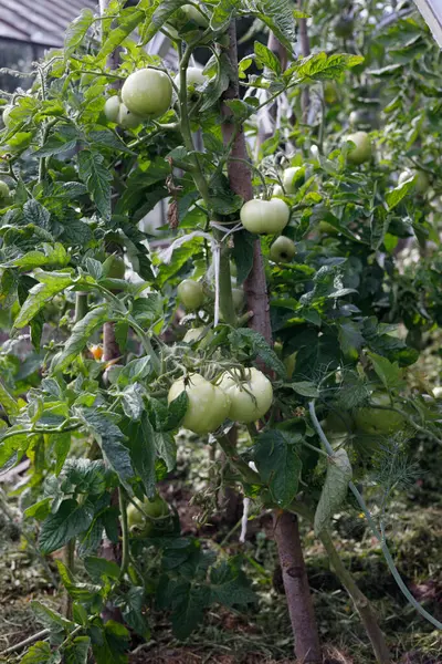 Rajčata na větvi v zahradě — Stock fotografie