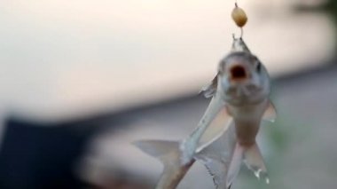 canlı balık dügmesinin üstünde