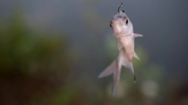 Balık oltaya geldi.