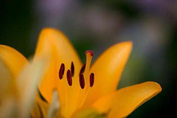 Lírio amarelo em flor — Fotografia de Stock