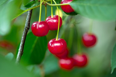 Olgun Kiraz kırmızı 