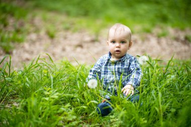 Bebek beyaz dandelions çim
