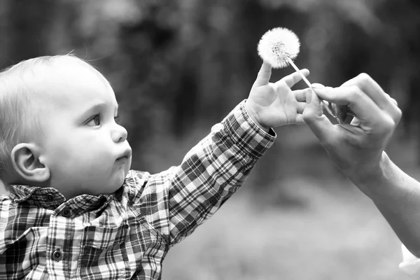 Маленький мальчик берет белый одуванчик — стоковое фото