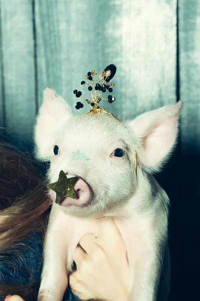 크라운에서 작은 돼지 — 스톡 사진