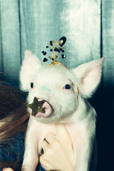 Cerdo pequeño en corona —  Fotos de Stock