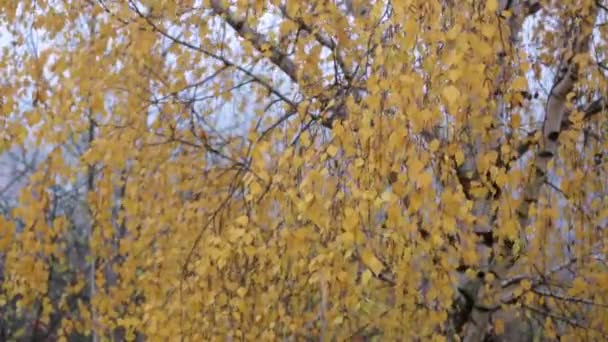 Hojas de abedul amarillo en otoño en un bosque en la niebla — Vídeos de Stock