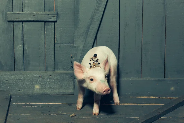 Porco pequeno em coroa — Fotografia de Stock